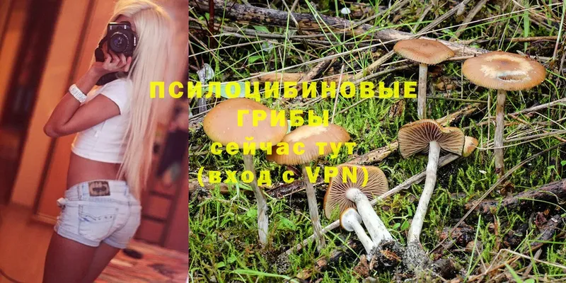 Псилоцибиновые грибы Magic Shrooms  дарнет шоп  Воронеж 